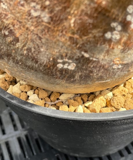 パキポディウム グラキリス　Pachypodium gracilius 　発根済　(gk-247)