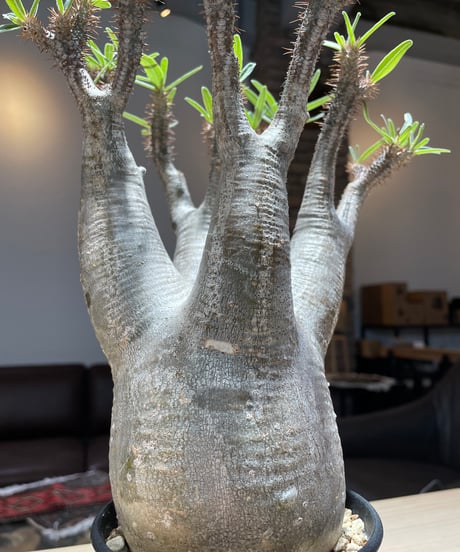 パキポディウム グラキリス　Pachypodium gracilius 　発根済　(gk-211)