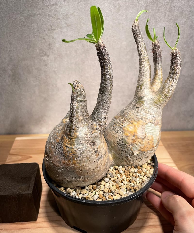 パキポディウム グラキリス Pachypodium gracilius 2頭 発根済 (商品 