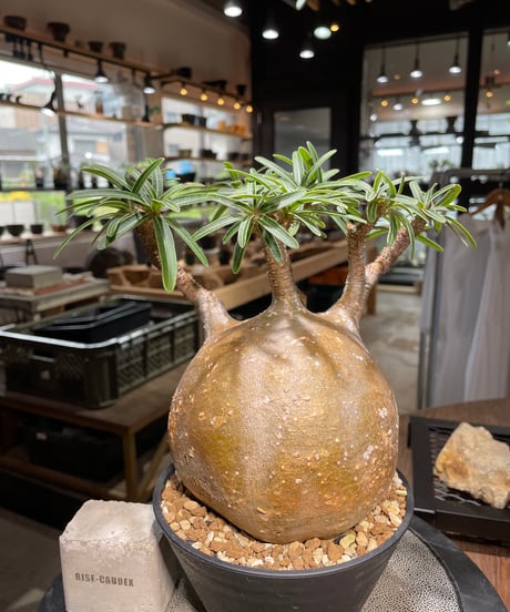 パキポディウム グラキリス　Pachypodium gracilius 　発根済　(gk-495）