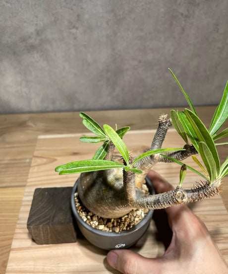 パキポディウム グラキリス　Pachypodium gracilius 　発根済　(商品番号gk-80valiem)  VALIEM 　(VALIEMタグ付き)