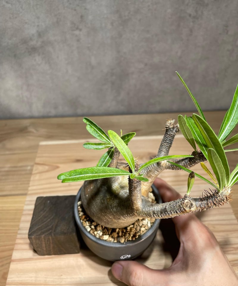 パキポディウム グラキリス Pachypodium gracilius 発根済 (商品 パキポディウム グラキリス Pachypodium gracilius 発根済 (商品