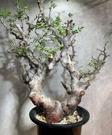 コミフォラ モンストローサ /Commiphora monstrosa　発根済　 (幹幅約6.5cm)　(商品番号mr-14)