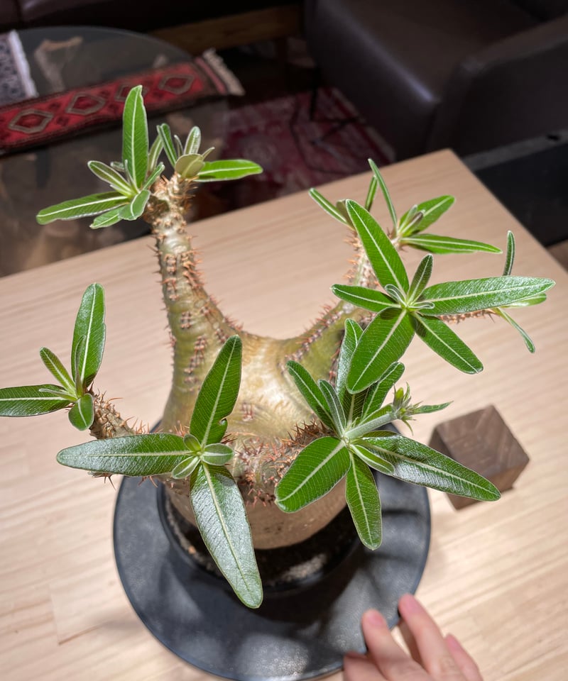 パキポディウムグラキリスSRL鉢付発根済現地球