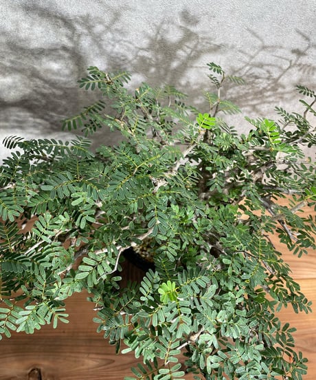 センナ メリディオナリス Senna meridionalis　発根済　(商品番号sm-12)