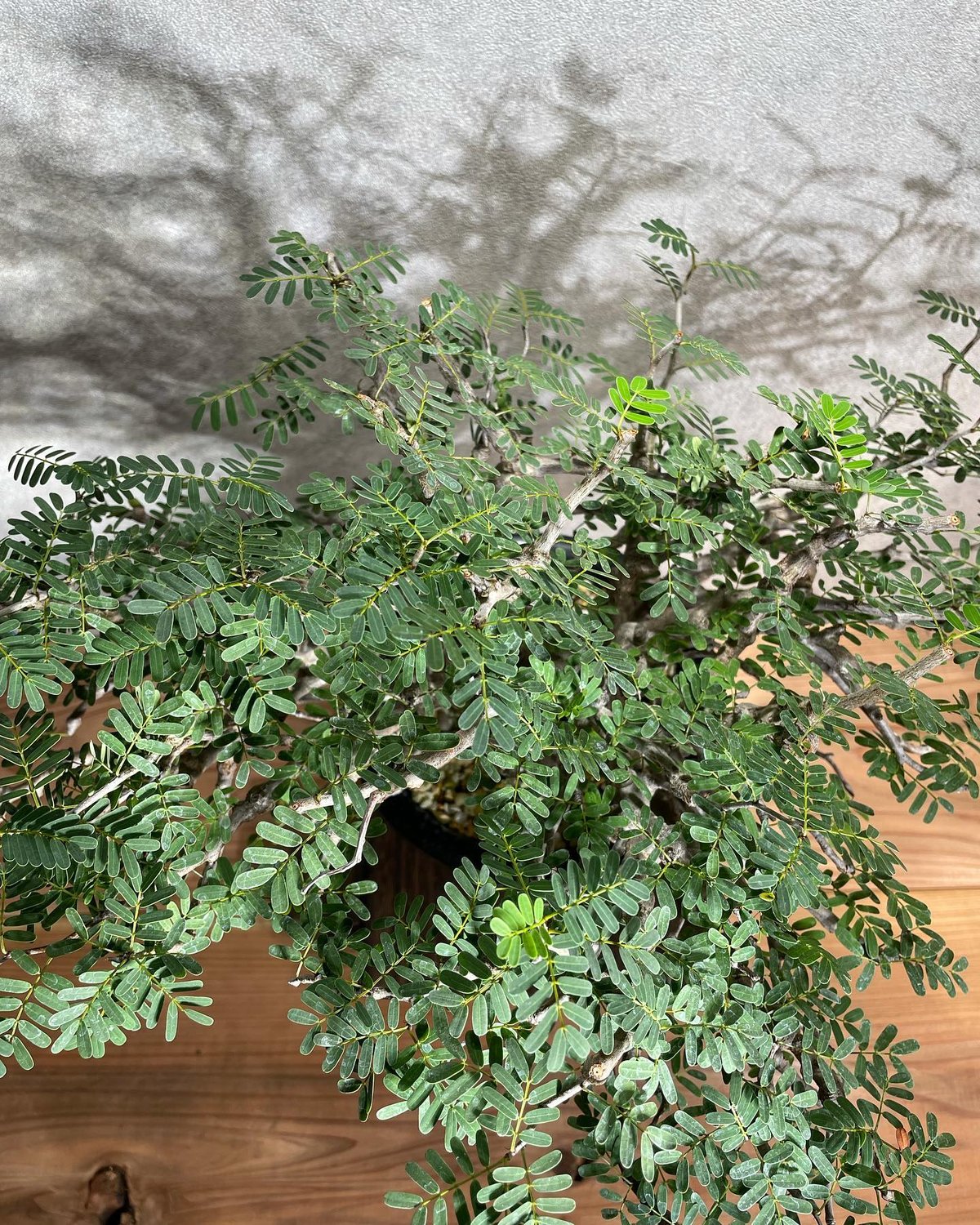 センナ メリディオナリス Senna meridionalis 発根済 (商品番号sm-12)