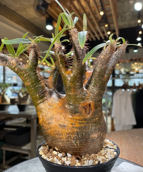 パキポディウム グラキリス　Pachypodium gracilius 　発根済　(gk-566)