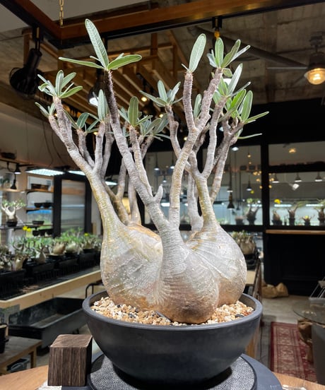 パキポディウム グラキリス　Pachypodium gracilius 　発根済　(gk-249)