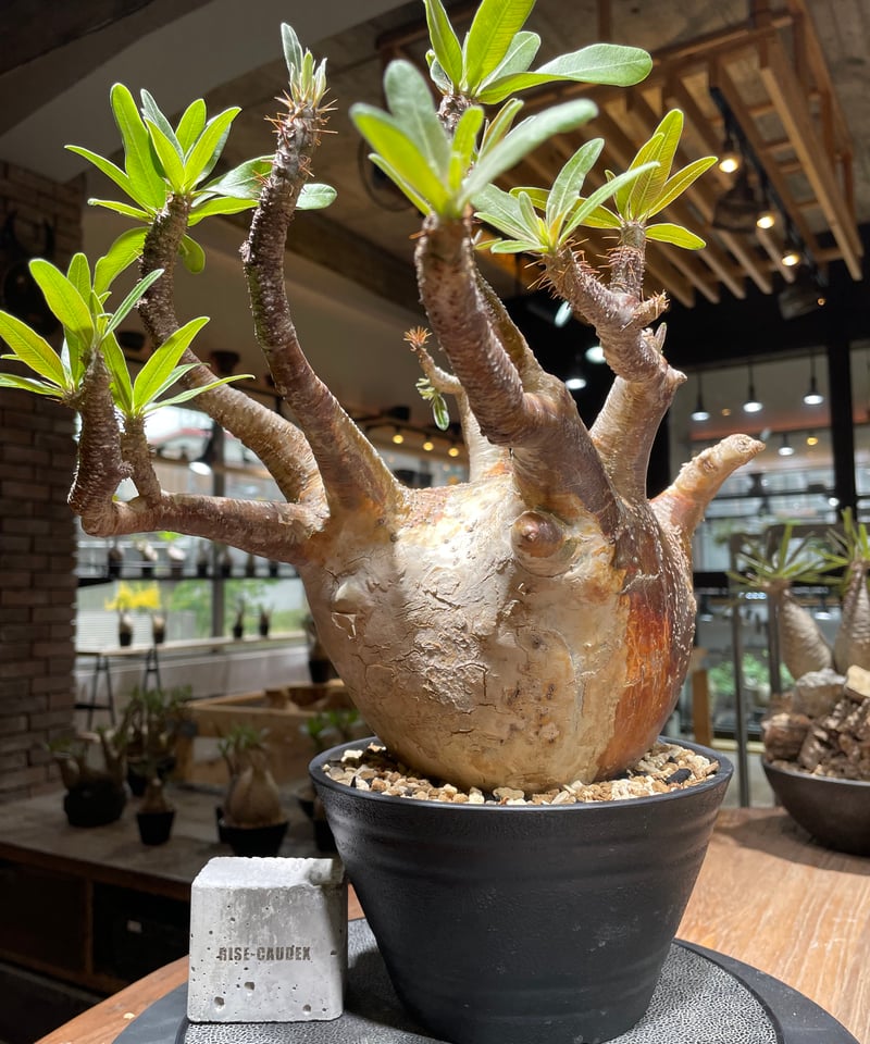 パキポディウム グラキリス Pachypodium gracilius ⑥ パキポディウム グラキリス 実生／Pachypodium gracilius no.