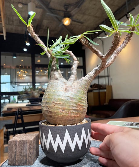 パキポディウム グラキリス　Pachypodium gracilius 　発根済　(gk-412valiem) ACT4 GLUTTONY Mサイズ