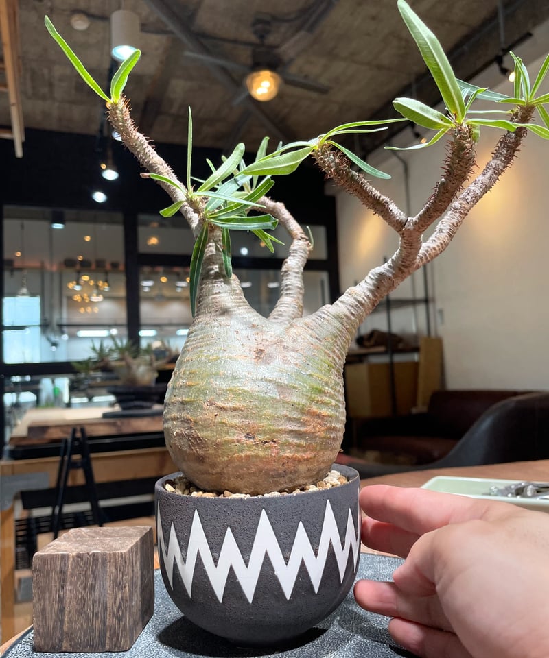 パキポディウム グラキリス Pachypodium gracilius 発根済 (gk-41