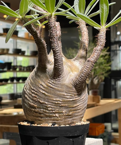 パキポディウム グラキリス　Pachypodium gracilius 　発根済　(gk-527)