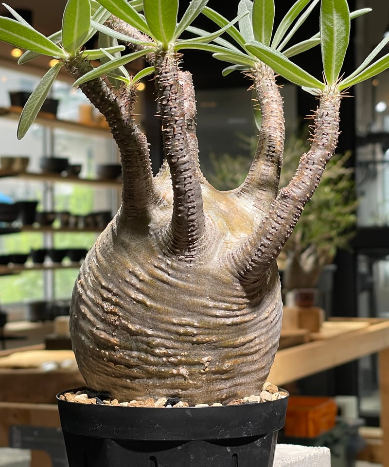 パキポディウム グラキリス Pachypodium gracilius 発根済 (gk-52