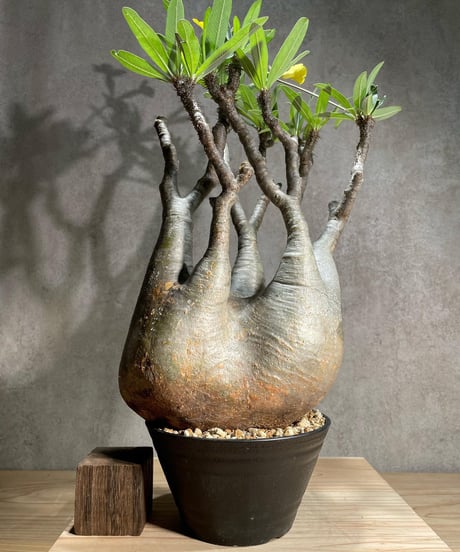 パキポディウム グラキリス　Pachypodium gracilius 　発根済　(商品番号gk-96)