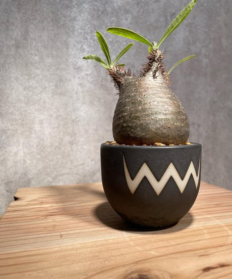 パキポディウム グラキリス　Pachypodium gracilius 　発根済　(商品番号gk-30valiem)  VALIEM 　BOWL　sizeS　(VALIEM巾着、タグ付き)