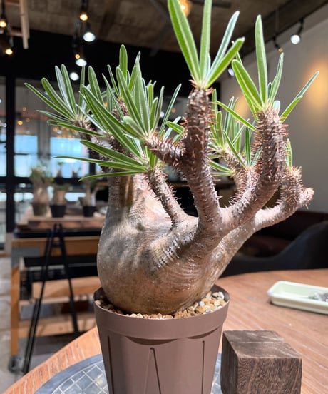 パキポディウム グラキリス　Pachypodium gracilius 　発根済　(gk-405)