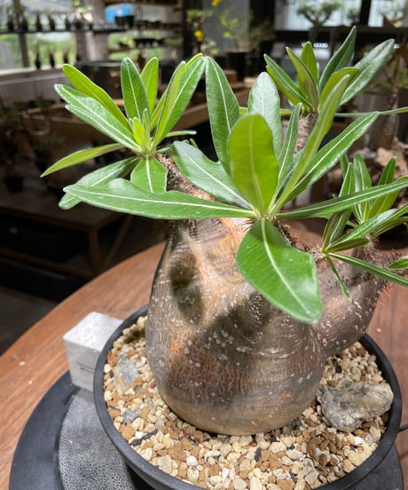 パキポディウム グラキリス　多頭　Pachypodium gracilius 　発根済　(gk-370-2)
