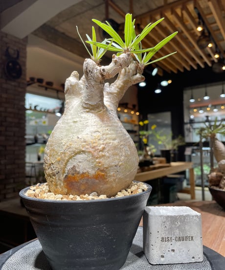 パキポディウム グラキリス　Pachypodium gracilius 　発根済　(gk-461)