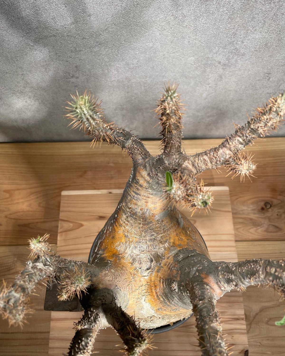 良形大株】Pachypodium Gracilius コレクション株グラキリス 良形大株