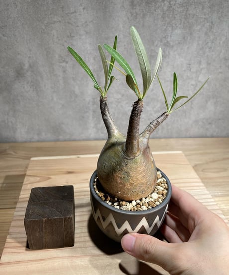 パキポディウム グラキリス　Pachypodium gracilius 　発根済　(商品番号gk-81valiem)  VALIEM 　(VALIEMタグ付き)