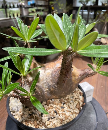 パキポディウム グラキリス　多頭　Pachypodium gracilius 　発根済　(gk-370-2)