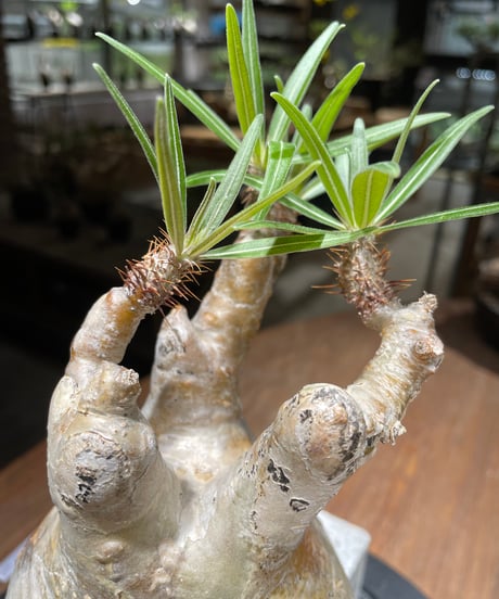 パキポディウム グラキリス　Pachypodium gracilius 　発根済　(gk-461)