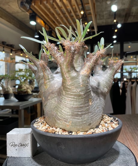 パキポディウム グラキリス　Pachypodium gracilius 　発根済　(gk-564)