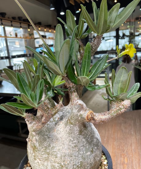 パキポディウム グラキリス　Pachypodium gracilius 　発根済　(gk-563)