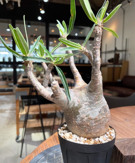 パキポディウム グラキリス　Pachypodium gracilius 　発根済　(gk-384)