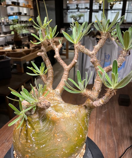 パキポディウム グラキリス　Pachypodium gracilius 　発根済　(gk-448）