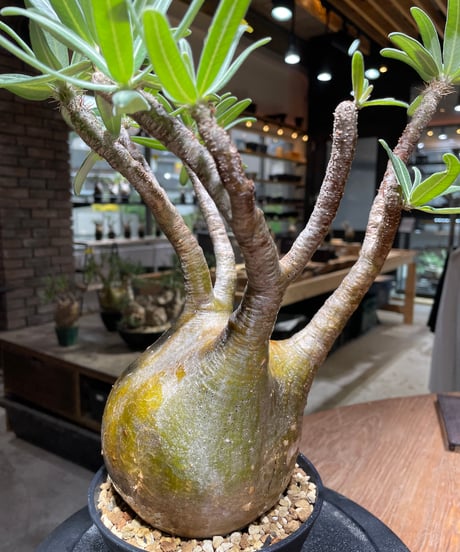 パキポディウム グラキリス　Pachypodium gracilius 　発根済　(gk-471)