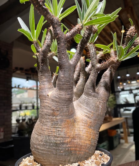パキポディウム グラキリス　Pachypodium gracilius 　発根済　(gk-531)