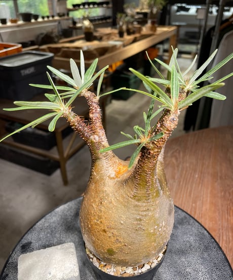 パキポディウム グラキリス　Pachypodium gracilius 　発根済　(gk-526）