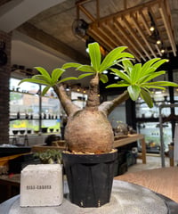 パキポディウム グラキリス　Pachypodium gracilius 　発根済　(gk-489)
