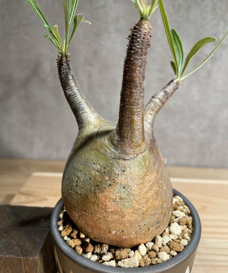 パキポディウム グラキリス　Pachypodium gracilius 　発根済　(商品番号gk-81valiem)  VALIEM 　(VALIEMタグ付き)