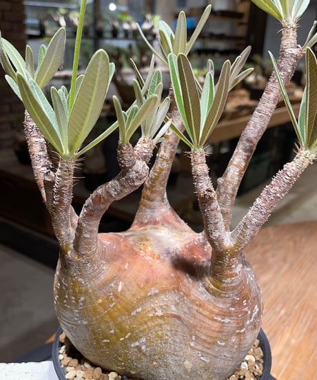 パキポディウム グラキリス　Pachypodium gracilius 　発根済　(gk-456）