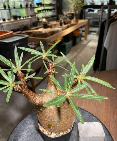 パキポディウム グラキリス　Pachypodium gracilius 　発根済　(gk-526）