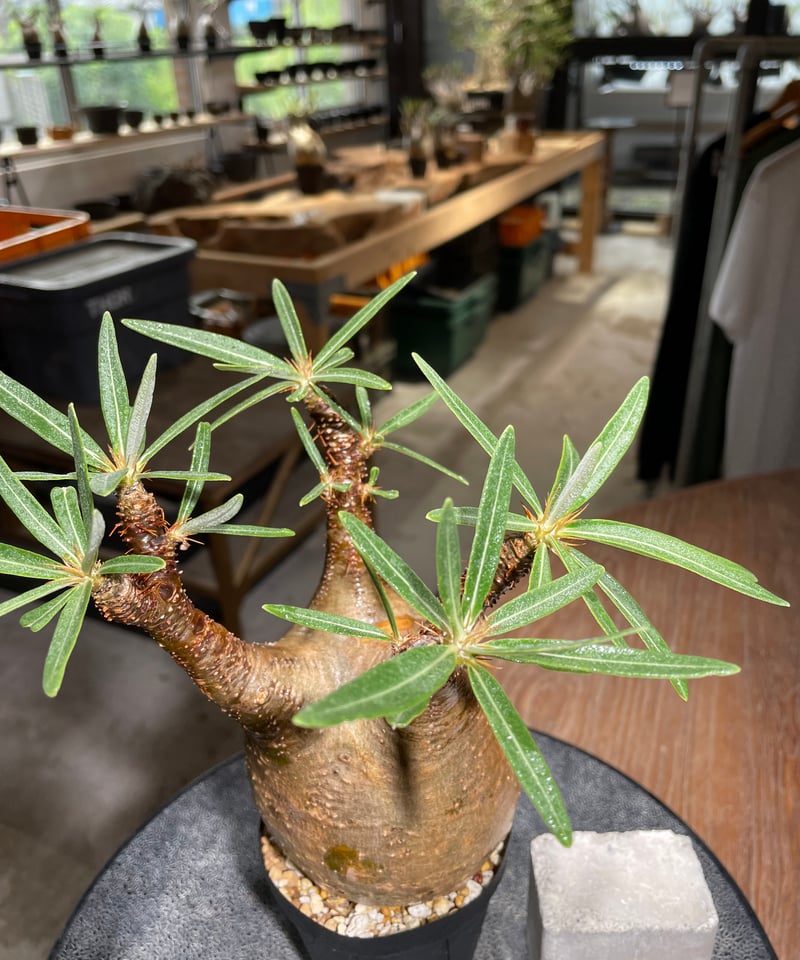 パキポディウム グラキリス Pachypodium gracilius 発根済 (gk-52