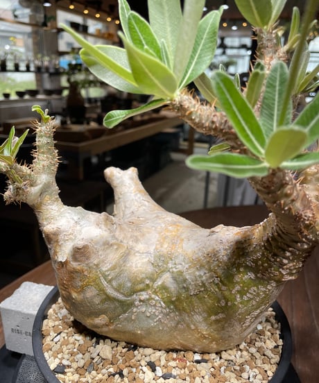 パキポディウム グラキリス　Pachypodium gracilius 　発根済　(gk-447）