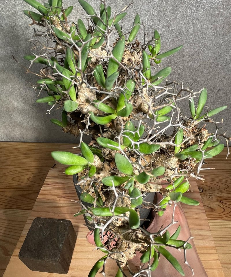 チレコドン レティキュラータス Tylecodon reticulatus 万物想 チレコドン レティキュラータス Tylecodon reticulatus 万物想