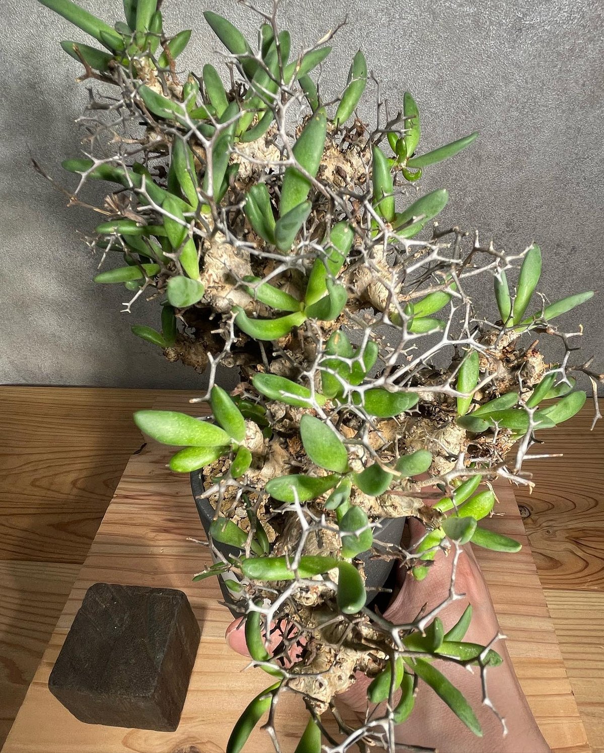 Tylecodon reticulatusチレコドンレティキュラータス万物想 isla del pescado - Tylecodon reticulatus-万物想