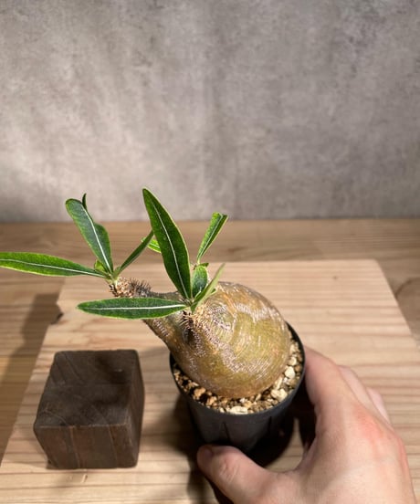 パキポディウム グラキリス　Pachypodium gracilius 　発根済　(商品番号gk-91)