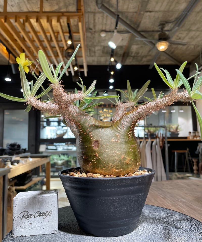 パキポディウム グラキリス Pachypodium gracilius 発根済 (gk-55