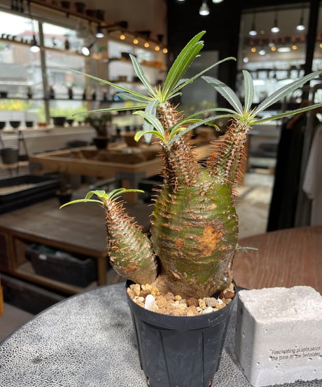 パキポディウム グラキリス　多頭　Pachypodium gracilius 　発根済　(gk-539)