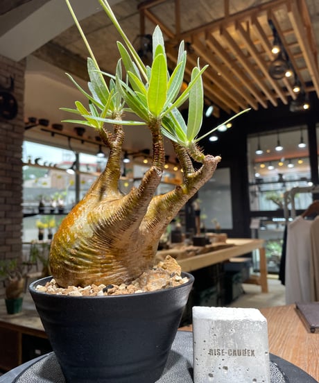 パキポディウム グラキリス　Pachypodium gracilius 　発根済　(gk-470)