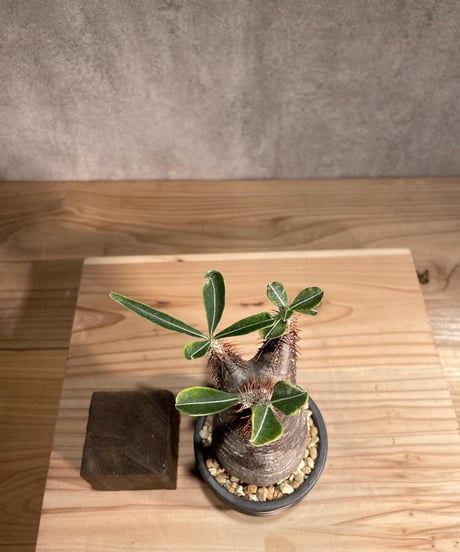 パキポディウム グラキリス　Pachypodium gracilius 　発根済　(商品番号gk-99valiem)  VALIEM 　(VALIEMタグ付き)