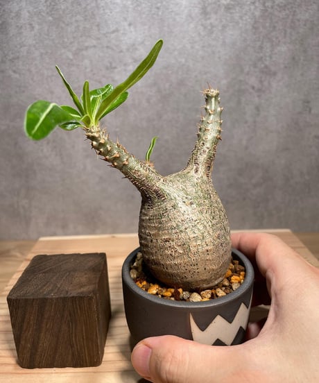 パキポディウム グラキリス　発根済　※背面現地穴跡あり　(商品番号gk-60valiem)  VALIEM 　BOWL　sizeXS　(VALIEMタグ付き)