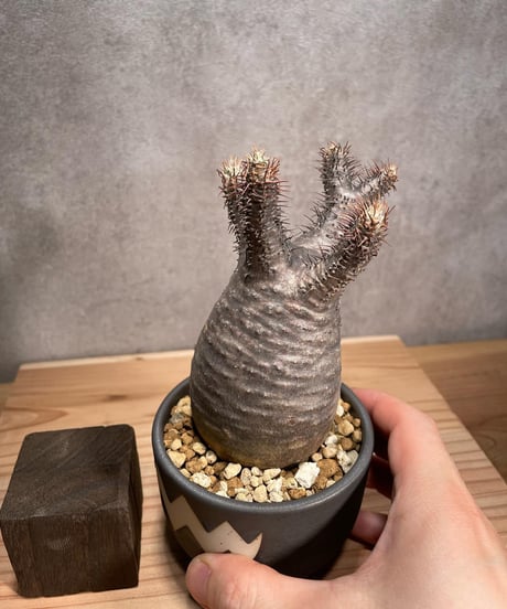 パキポディウム グラキリス　Pachypodium gracilius 　発根済　(商品番号gk-50valiem)  VALIEM 　BOWL　sizeS　(VALIEMタグ付き)
