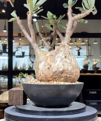パキポディウム グラキリス　Pachypodium gracilius 　発根済　(gk-345)