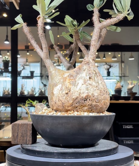 CATEGORY Pachypodium gracilius(パキポディウム グラキリス) |